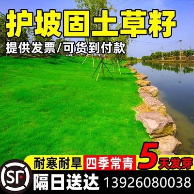 护坡固土草种籽四季青王绿