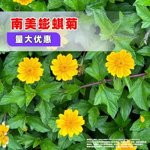 南美蟛蜞菊种子黄花墨菜黄花龙舌草野菊花田黄菊蟛蜞菊种子
