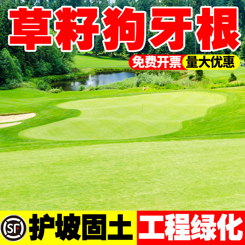 狗牙根草籽四季常青耐热耐旱