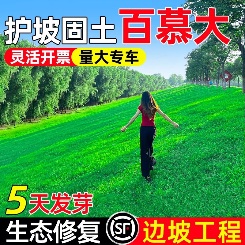 矮生百慕大草籽护坡固土生态