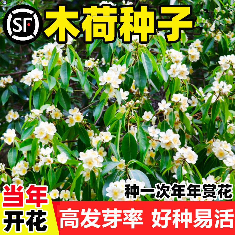 木荷种子家庭园艺种子