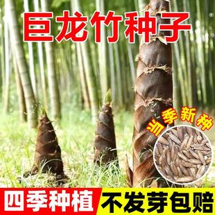 大型巨龙竹种子竹笋苗四季户外庭院园林种植可食用竹种籽耐寒耐热