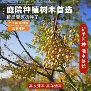 苦楝树种子楝枣树庭院绿化行道厂区风景树苗园林绿化紫花树哑巴树