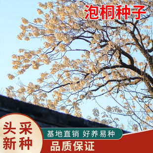 泡桐树种子轻型木质木材树木白花大果泡桐空桐树工程绿化新采种籽
