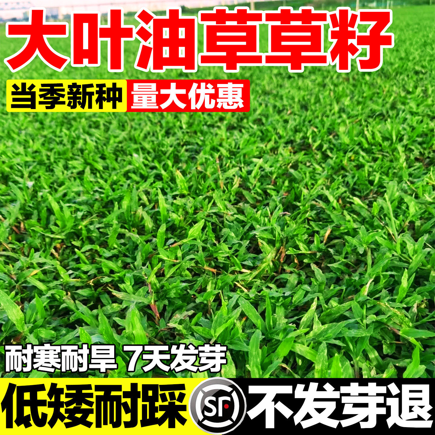 大叶油草草籽大叶油草种籽矮生公园绿化四季青耐热抗旱草坪草种子
