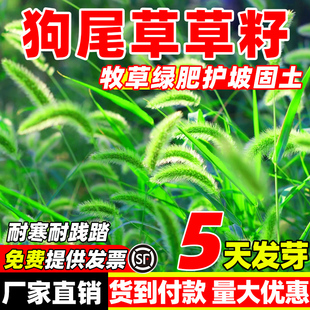 狗尾草草籽四季常青宽叶草矿山复绿护坡固土耐寒耐旱黑麦草坪种子