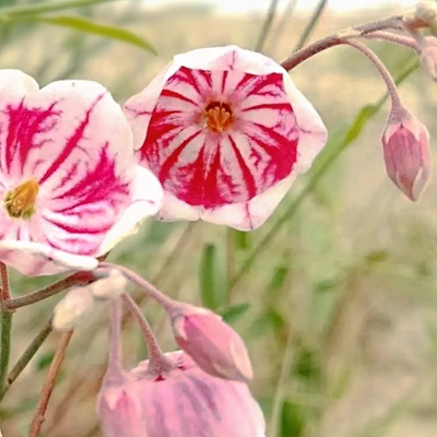 大花罗布麻种子叶白野新疆