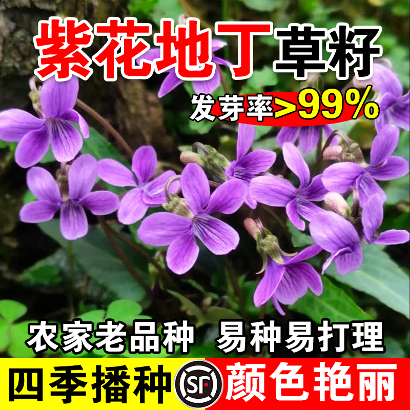 紫花地丁草籽四季种植