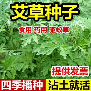 艾叶靳艾草种子野生香艾草苗食用青团大叶艾蒿青蒿种籽四季驱蚊草