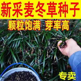 新采药材麦冬草种子玉龙草金边麦冬草日本矮麦冬草籽绿化麦冬种子