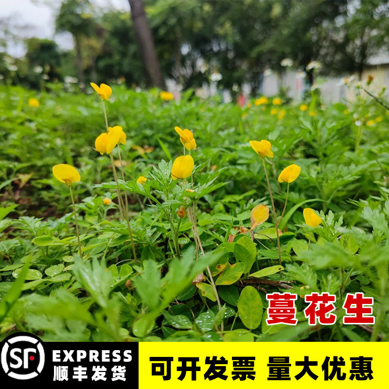 巴西花生藤种子工程绿化护坡草花草落地花生蔓花生草坪遍地黄金籽