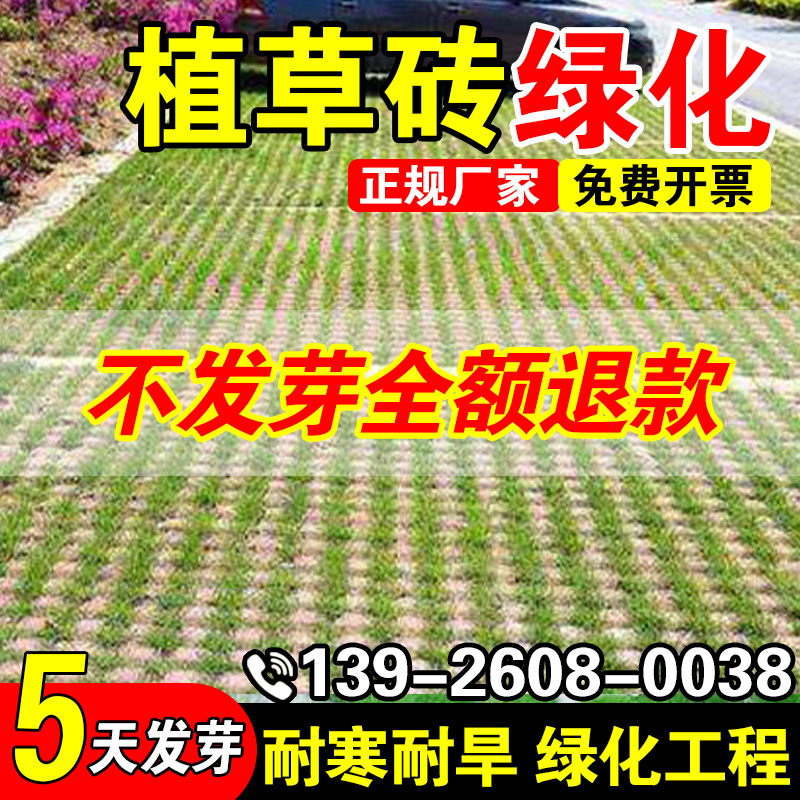 植草砖护坡固土耐寒耐旱草种子