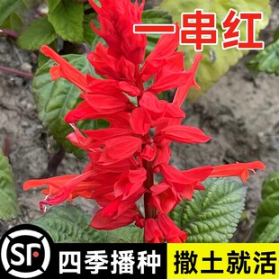 正宗矮一串红种子矮串红高串红一串蓝种子易活播易种耐寒花卉种子