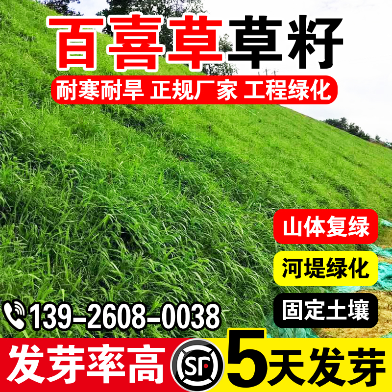 百喜草草籽雀稗宽叶草草籽