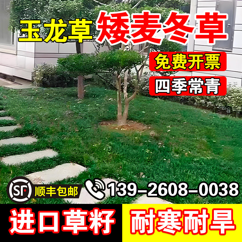 玉龙草矮麦冬草玉龙草日本矮麦冬草种籽细叶麦冬庭院绿化种子