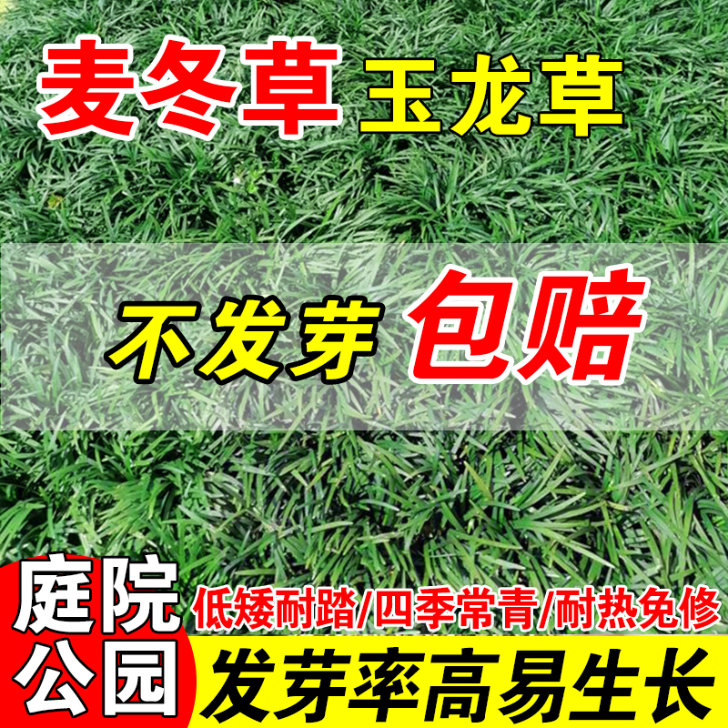 宽叶矮生金边日本玉龙草种子绿化