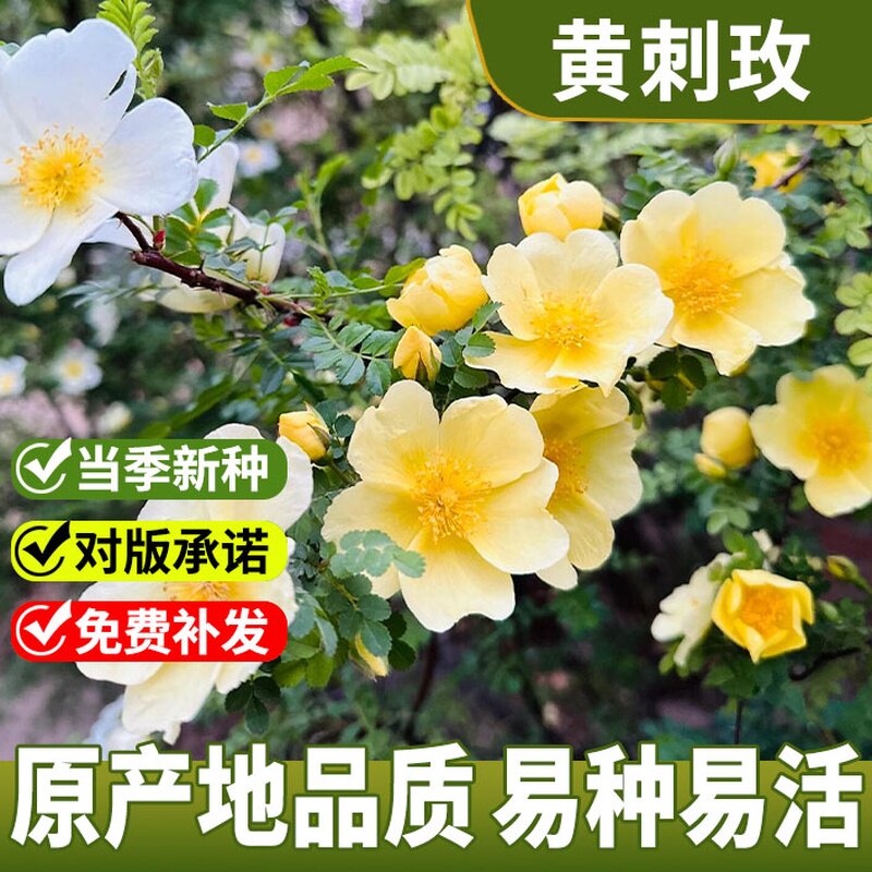 黄刺玫花种籽子红玫瑰花种子四季易活室外内阳台玖瑰路易十四