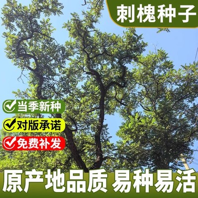 刺槐种子护坡固土工程园林绿化