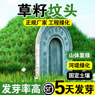 草籽坟头坟头绿化多年生草籽响铃草籽长镰草籽坟地清明草籽多年生