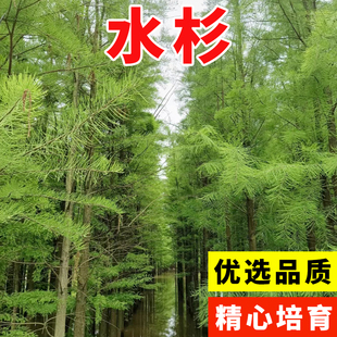 水杉树种子梳子杉绿化树木园林庭院景观高直壮挺拔树木当年新采种