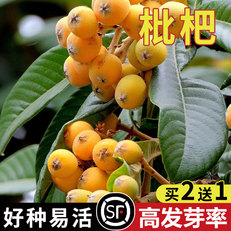 枇杷树种子 白玉枇杷琵琶种子 芦橘白枇杷 大五星枇杷种子 果树籽