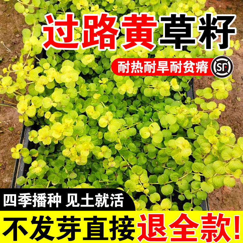黄金过路黄种子中华景天种子常绿观叶植物佛甲草种子黄金串吊兰