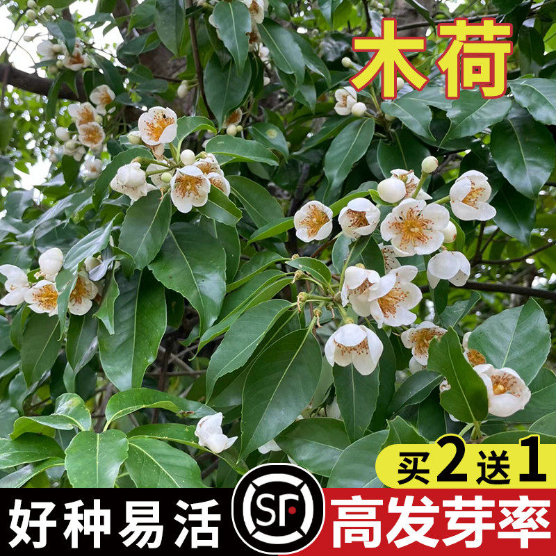 木荷种子林木种子园林绿化