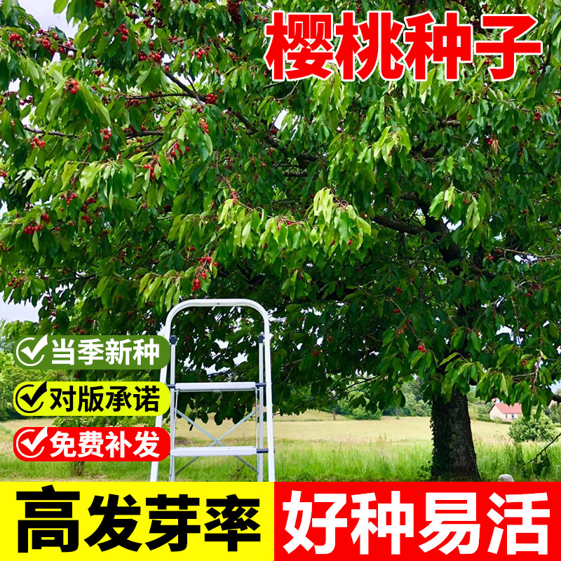 樱桃树种子四季果树种籽