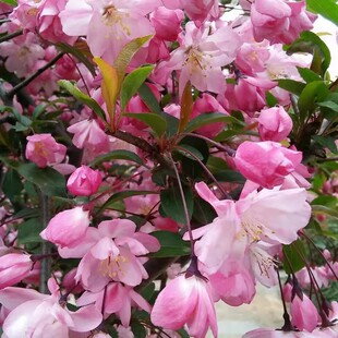 当年新采八棱海棠树种子怀来海棠苹果树嫁接砧木多年生观赏树种子