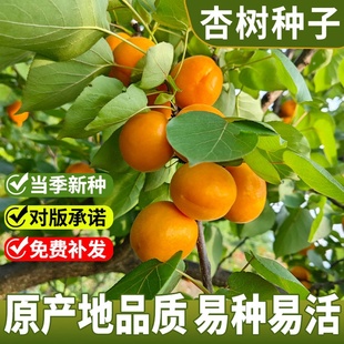 杏树种子 果树种子 家杏核种子 杏子树种子可以嫁接各种优良杏树