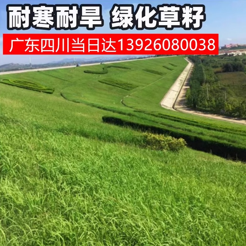 草坪籽四季青护坡绿化种高