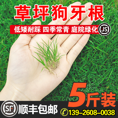 草坪狗牙根低矮四季常青耐践踏