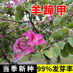 羊蹄甲种子红花洋蹄甲香港洋大花紫荆玲甲花园林庭园观赏