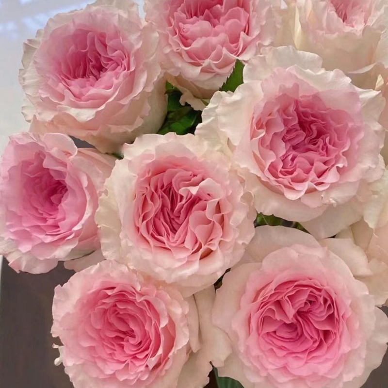 洛神玫瑰花鲜花云南基地直发家用鲜花花瓶插花鲜切花X水养花束礼