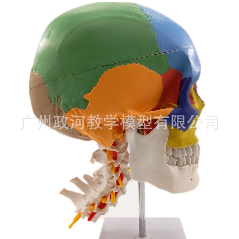 2017款大脑PVC头颅骨教学着色模型彩色头骨性分离模型带颈椎