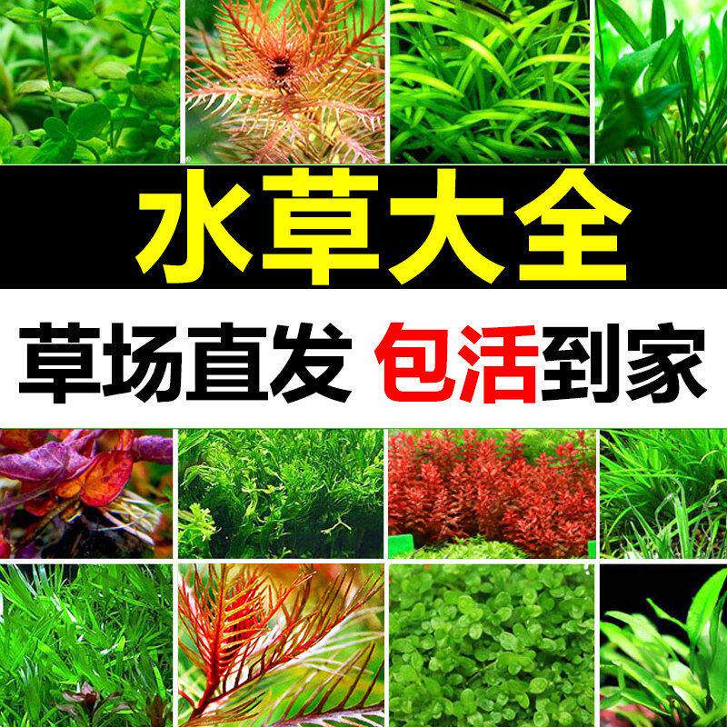 鱼缸水草植物活懒人水榕沉木莫斯真草阴性蜈蚣草氧草缸造景套餐