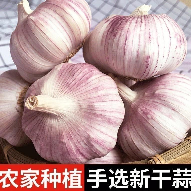 【特大干蒜】河南大蒜头新干蒜大蒜大蒜头批发整箱新鲜大蒜头农家