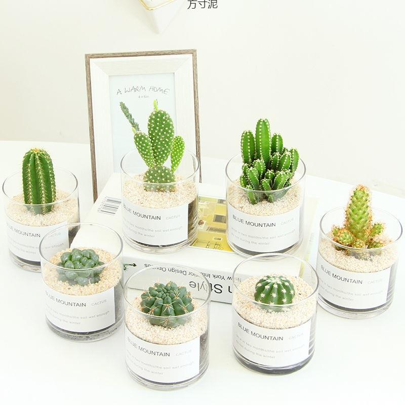 仙人掌盆栽多肉植物仙人球小盆栽室内开花好养绿植桌面电脑玉露厂