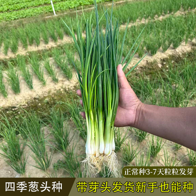 四季小香葱葱头种3-7天粒粒发芽