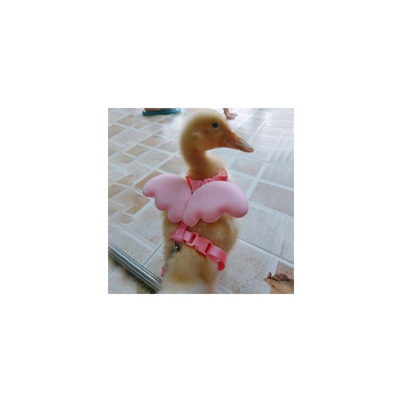 遛鸭子绳胸背带式牵引绳子溜小鸡宠物鹅用品夏季网红柯尔鸭牵引绳