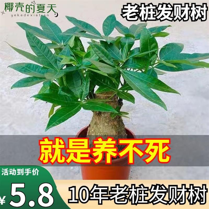 三杆发财树小盆栽办公室室内客厅好养活招财绿植四季常青净化空气