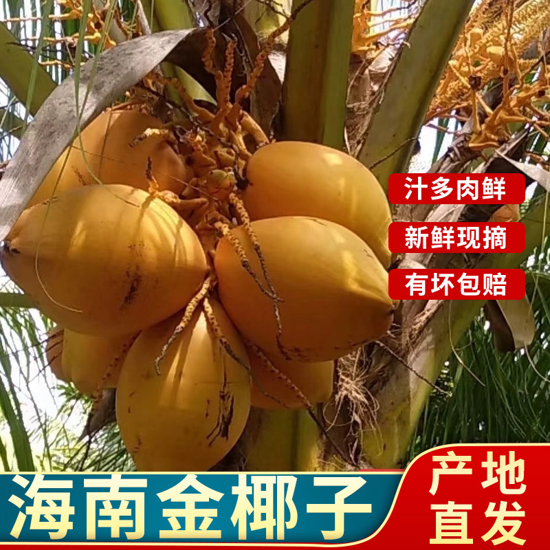 海南特产黄金椰子6个装  新鲜现摘树上熟黄金椰带皮椰青椰黄