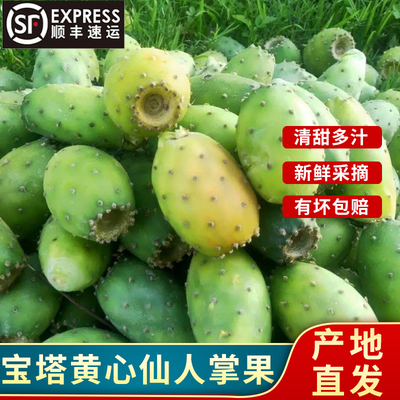 顺丰到家大凉山新鲜宝塔黄心仙人掌果 现摘黄心食用果实仙桃