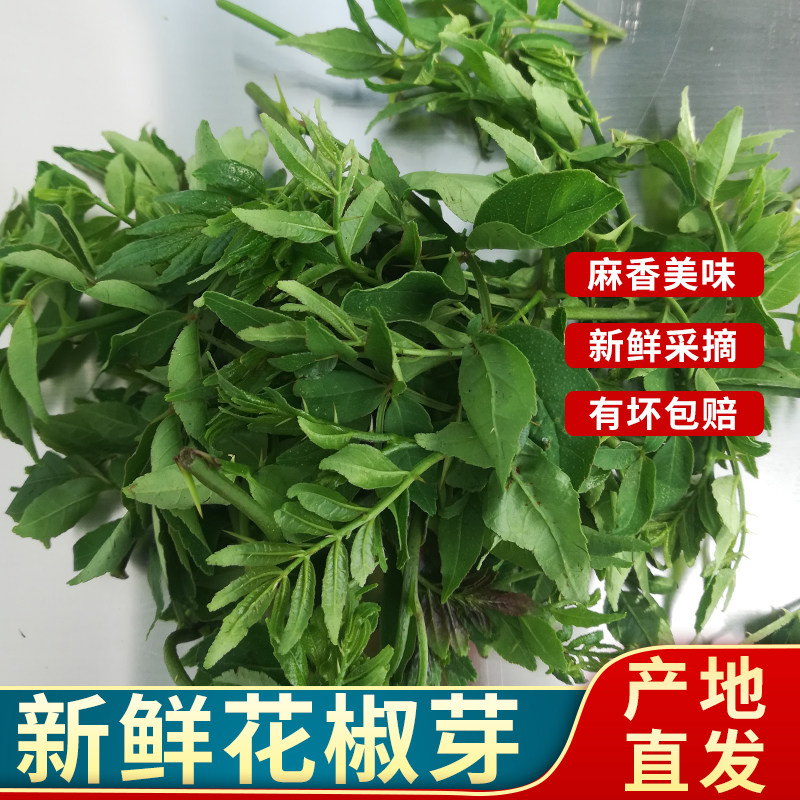 新鲜花椒芽  2026现摘花椒尖 花椒嫩芽花椒芽头麻香味美