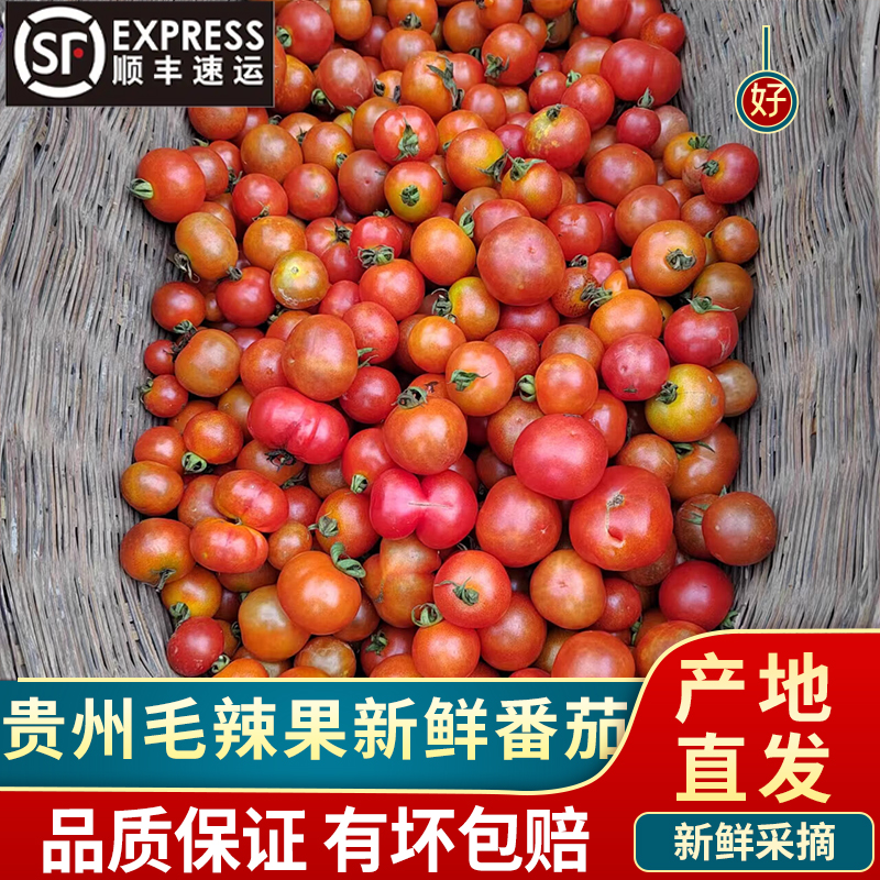 贵州毛辣果新鲜小番茄