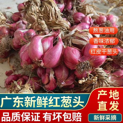 广东正宗新鲜红葱头 应季红皮干葱头火葱头种可熬葱油酥卤肉肠粉
