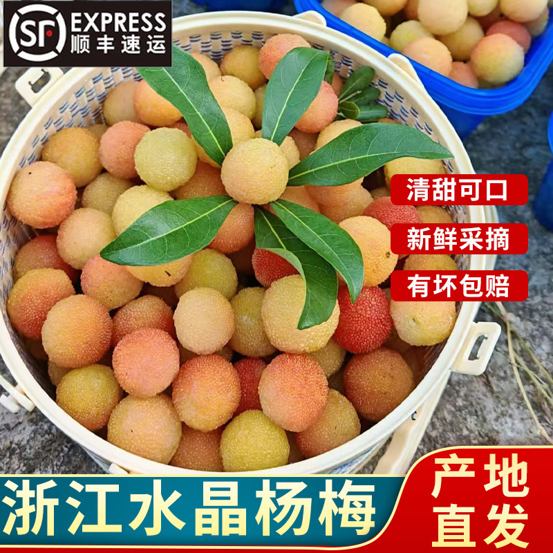 顺丰到家正宗浙江水晶杨梅 新鲜现摘白杨梅鲜果大杨梅时令水果