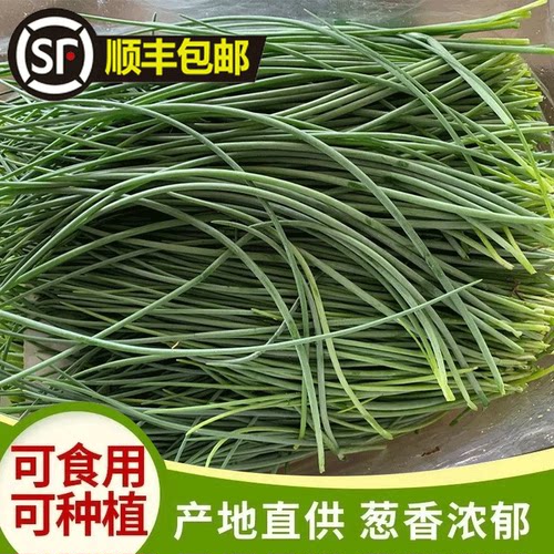 沙葱甘肃民勤特产新鲜沙葱胡葱野葱农家菜下饭菜饺子馅料食材保鲜