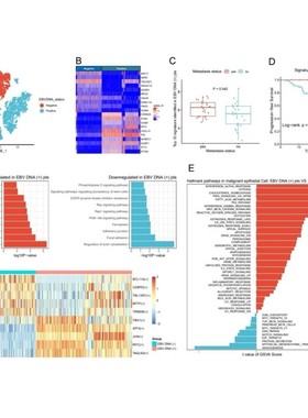 单细胞测序分析 单细胞转录组 infercnv转录因子分析 GSVA SCENIC