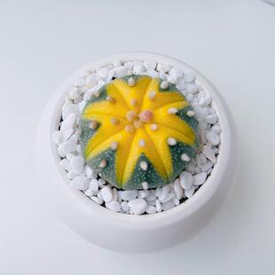 金钱进兜 黄金兜星兜锦仙人球多肉植物办公室微型绿植花卉盆栽